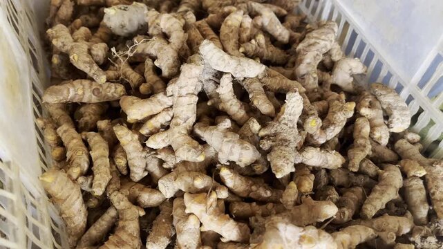 Close up horizontal shot of fresh raw turmeric roots in basket