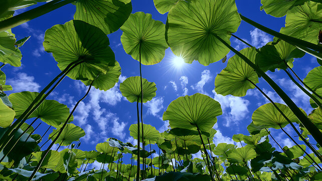 Low angle view of lotus leaves against blue sky with sunlight