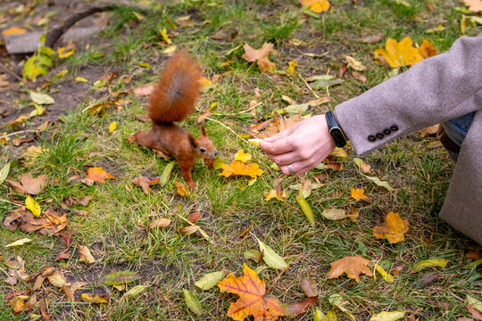 Hand reaches toward a red squirrel sitting on green grass among fallen autumn leaves in a city park. Concept of connection with urban wildlife and gentle care for nature.