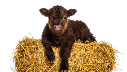 Fluffy brown calf resting on a golden hay bale, isolated on transparent background © Michael