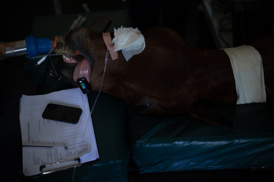 Horse being operated in animal hospital