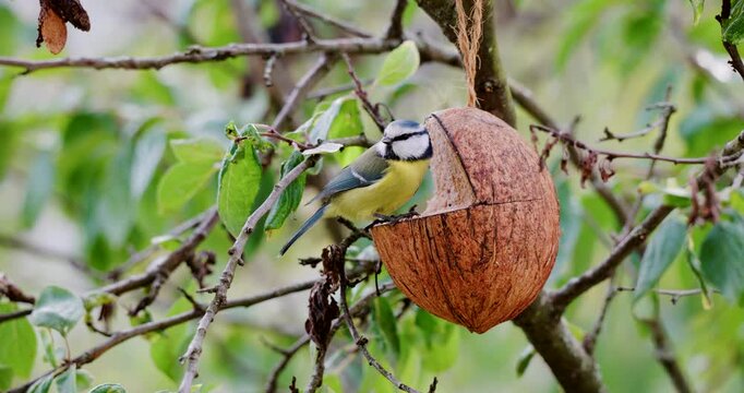Blue Tit Feeding on a Coconut Feeder Hanging in a Tree. Video Quelle: 8,3K, 12-Bit, N-Log, N-RAW, ISO 800
