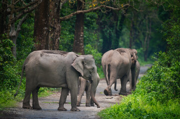 Indian Elephant herd walking on forest track, Manas National Park, Assam, India © Diganta Kumar sarma