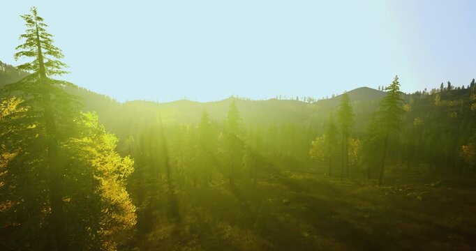 golden meadow sunrise with long rays, scattered pines and young saplings bathed in warm light, naturalist route suggested, dewy grass and tranquil warmth