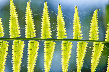 Backlit Green Fern Leaves Covered with Delicate Spider Web and Dew Drops in Morning Sunlight, Natural Botanical Pattern © EkoPriyatno