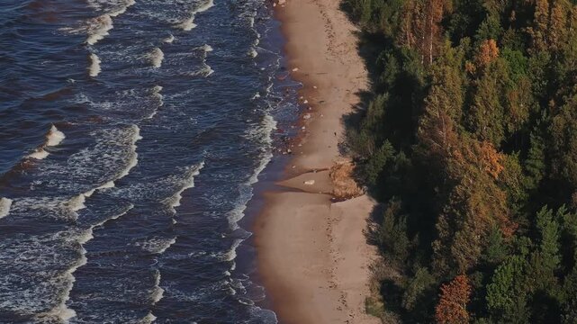 Eroded Baltic Sea shore with fallen tree and autumn forest, Latvia. Drone flight along wild coast with dark blue waves, sandy beach, uprooted tree and golden autumn woods.