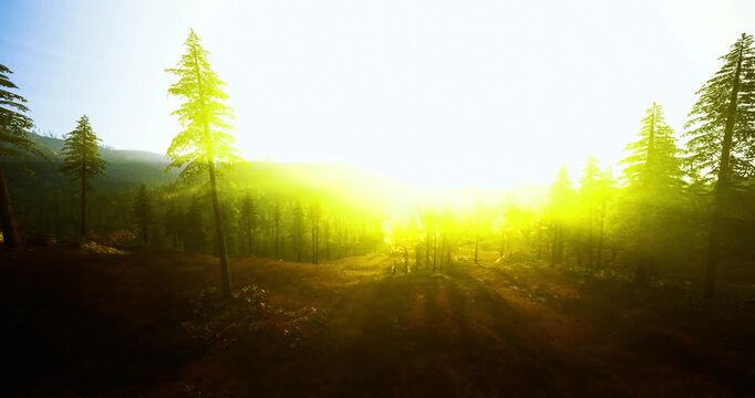 Sunlit meadow at golden sunrise, soft rays filter through sparse pine trees, warm glow bathes grassy clearing, distant mountains hazy, tranquil early morning