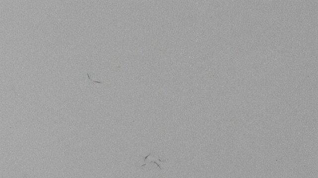 Gray scale gradient with dust particles and subtle imperfections on a neutral background