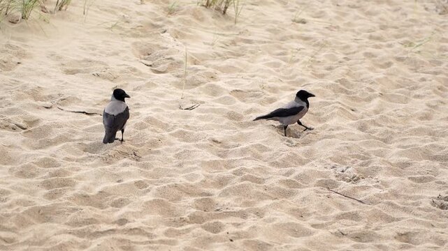 Two hooded crows foraging on sandy beach. High quality natural wildlife footage capturing bird behavior, movement, and interaction in coastal habitat