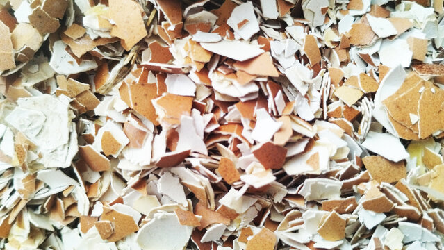 Crushed Eggshell Fragments Texture Background