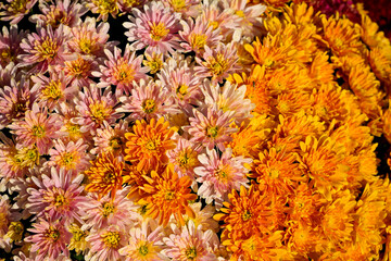 Gros plan d'une association en bouquet de deux plants de chrysanthèmes orange et rose pâle © Quéméner Valérie
