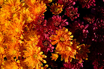 Gros plan d'une association en bouquet de deux plants de chrysanthèmes orange et rose foncé © Quéméner Valérie