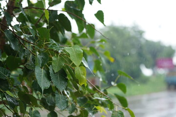 Close up of fresh green peepal tree leaves covered with rain droplets © Niks Ads