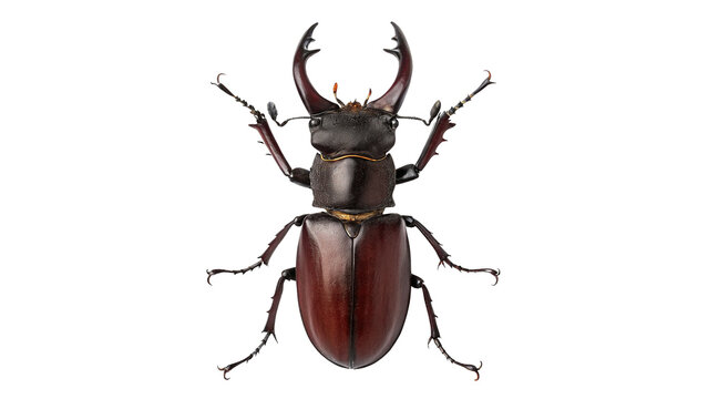 A large brown wild stag beetle insect crawling isolated on transparent background