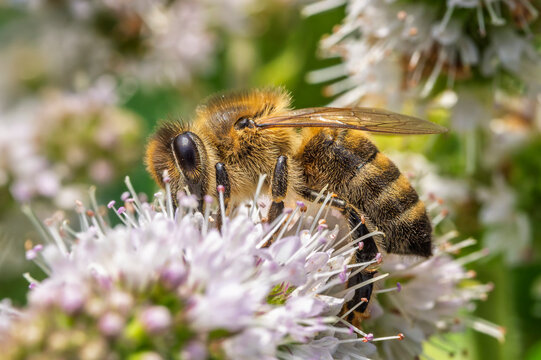Honey bee collecting nectar on mint flower blossom in summer