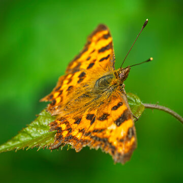 Comma butterfly resting on green leaf