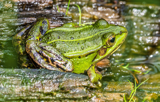 Water frog resting on damp reclaimed wood by pond in summer