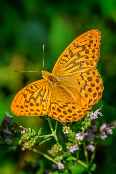Silver-washed fritillary butterfly on blooming wild herb meadow