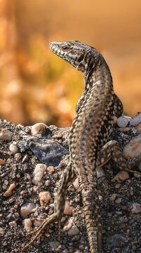 Wall lizard climbing on rock in summer
