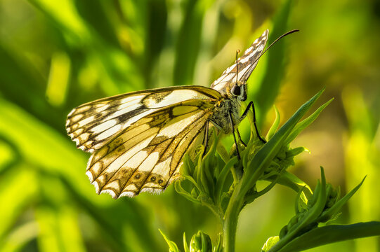 Checkered butterfly on green plant in Fr&uuml;hlingswald forest