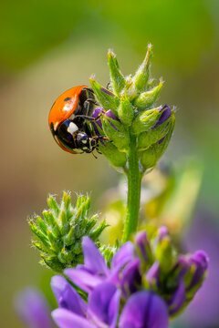 Ladybug Coccinellidae on alfalfa bud with purple flowers