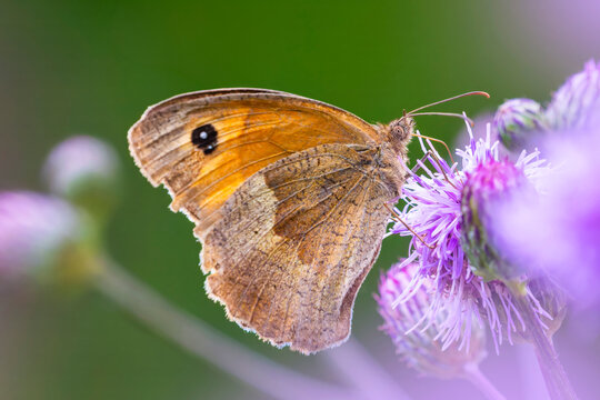 Meadow brown butterfly on knapweed flower in summer meadow