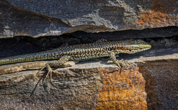 Wall lizard resting in rock crevice in summer