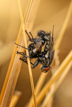 Mating pair of flies on grass stalks in golden summer light macro