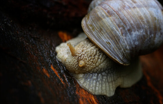 Roman snail on damp forest floor