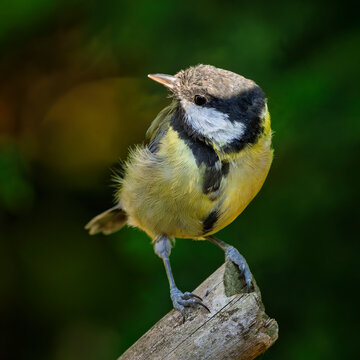 Great tit perched on branch in forest woodland