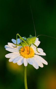 Grasshopper resting on dew-coated daisy flower in spring