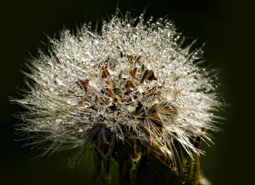 Dandelion seed head covered with morning dew drops