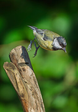 Great tit bird taking flight from wooden branch