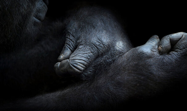 Close-up of gorilla hands with detailed texture and black fur