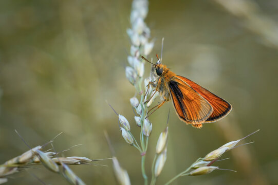 Thick-headed butterfly on grass blade in spring meadow in Westerwald