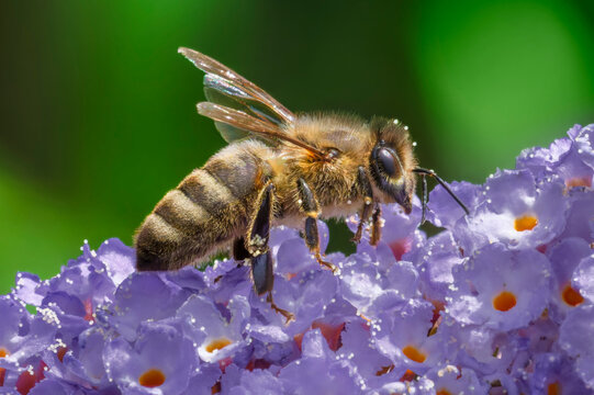 Honey bee on butterfly bush flowers in summer