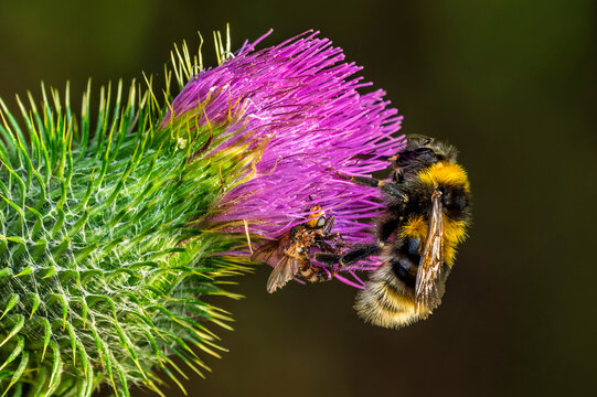 Ground bumblebee on purple thistle flower in nature