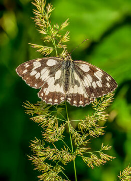 Chessboard butterfly resting on blade of grass in Westerwald, Germany
