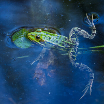 Water frog resting on pond surface