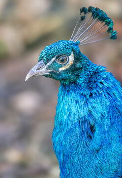 Peacock head and neck with vibrant blue plumage