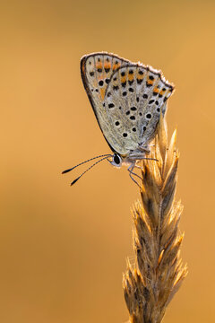 Butterfly resting on corn ear in summer light