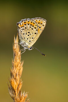 Brown fire butterfly on an ear of grain in summer