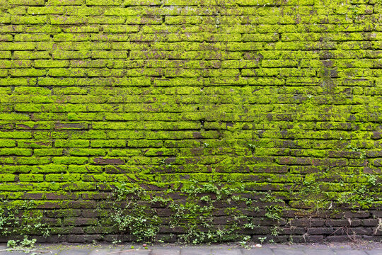 Moss-covered brick wall with plants in ubud, bali, indonesia