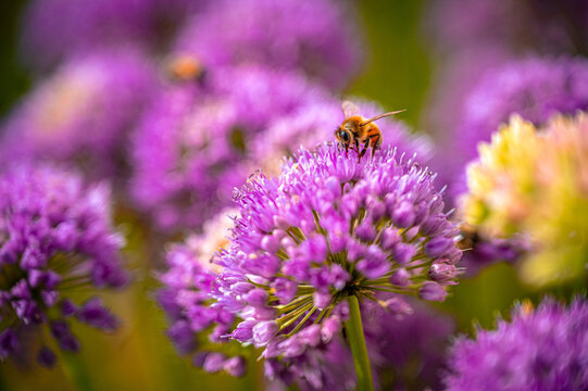 Bee collecting pollen from ornamental chives flower in Jena garden