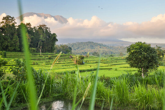 Paddy fields and Gunung Agung volcano landscape