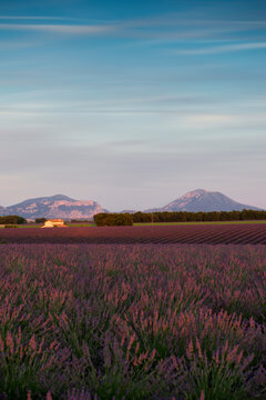 Lavender field blooming on Plateau de Valensole in Provence France