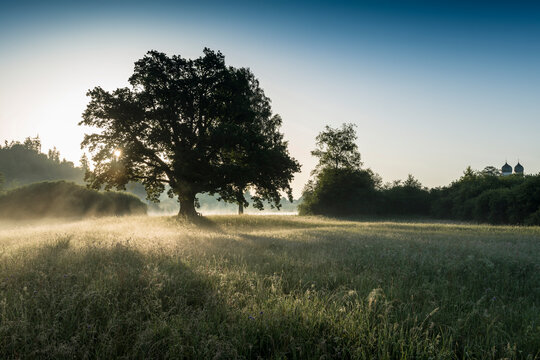 Oak tree at sunrise in a meadow in Bavaria, Germany