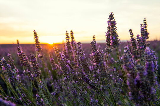 Lavender field blooming at sunset on Plateau de Valensole, Provence