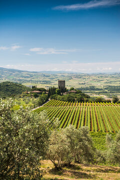 Vineyard with grape vines and olive trees in Montalcino, Tuscany