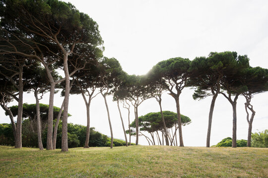Pine trees along beach in populonia near piombino, tuscany, italy